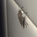 Boxelder Bug