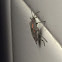 Boxelder Bug