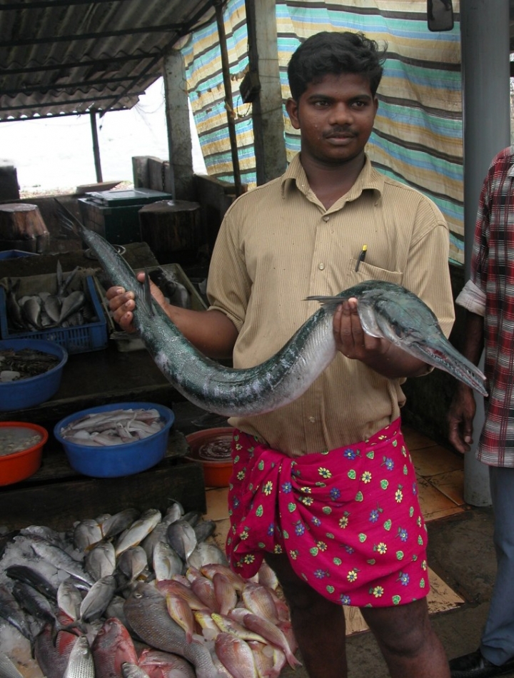 Il banco del pesce di mogavero