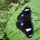 Common eggfly