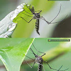 White-bellied mosquito