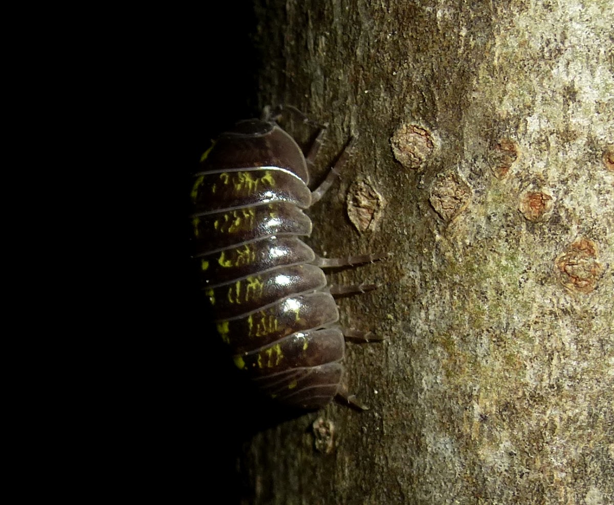 Pillbug