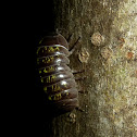 Pillbug