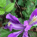 Oregon Iris