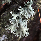 Ramalina farinacea