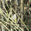 Grey Wagtail