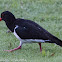 Oystercatcher