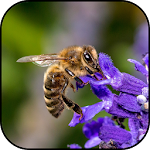 Cover Image of ดาวน์โหลด Bee Wallpapers 1 APK