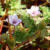 Stemless Stork's Bill