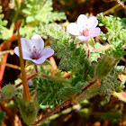 Stemless Stork's Bill