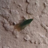 A Green Insect