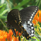 Spicebush Swallowtail