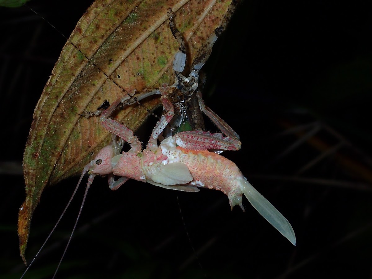 Pink Katydid