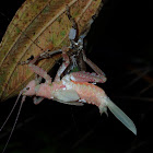 Pink Katydid