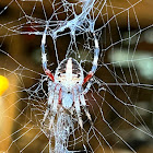 Red Femured Spotted Orbweaver