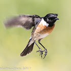 Stonechat; Tarabilla Común