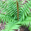 Cinnamon Fern