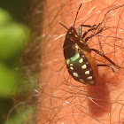 Southern Green Stinkbug