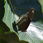 Great Eggfly