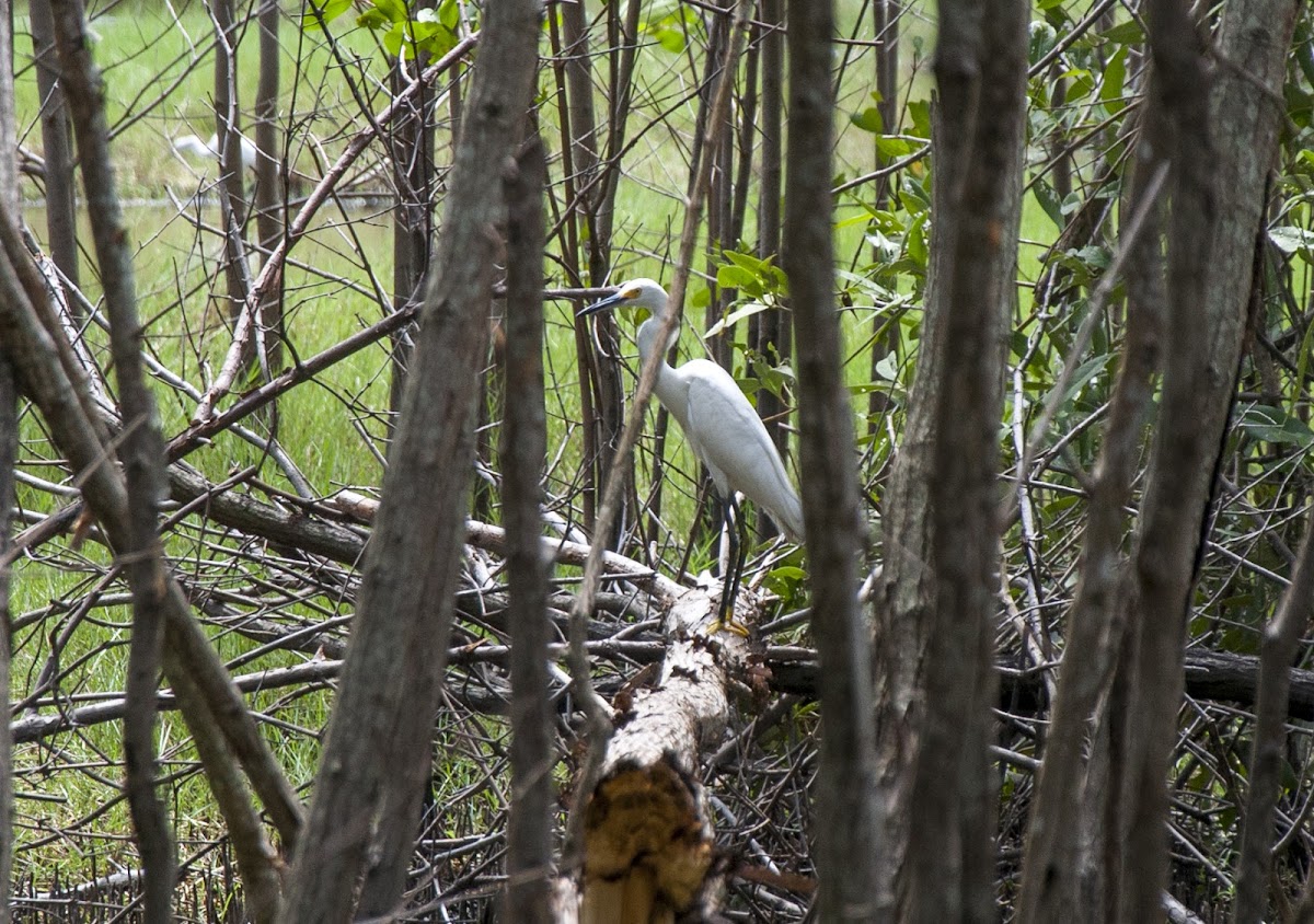 Snowy Egret