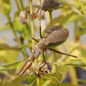 Chinese Mantis