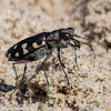 Dune Tiger Beetle