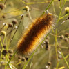 Yellow bear caterpillar