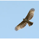 Mountain Hawk Eagle