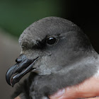 Magenta Petrel