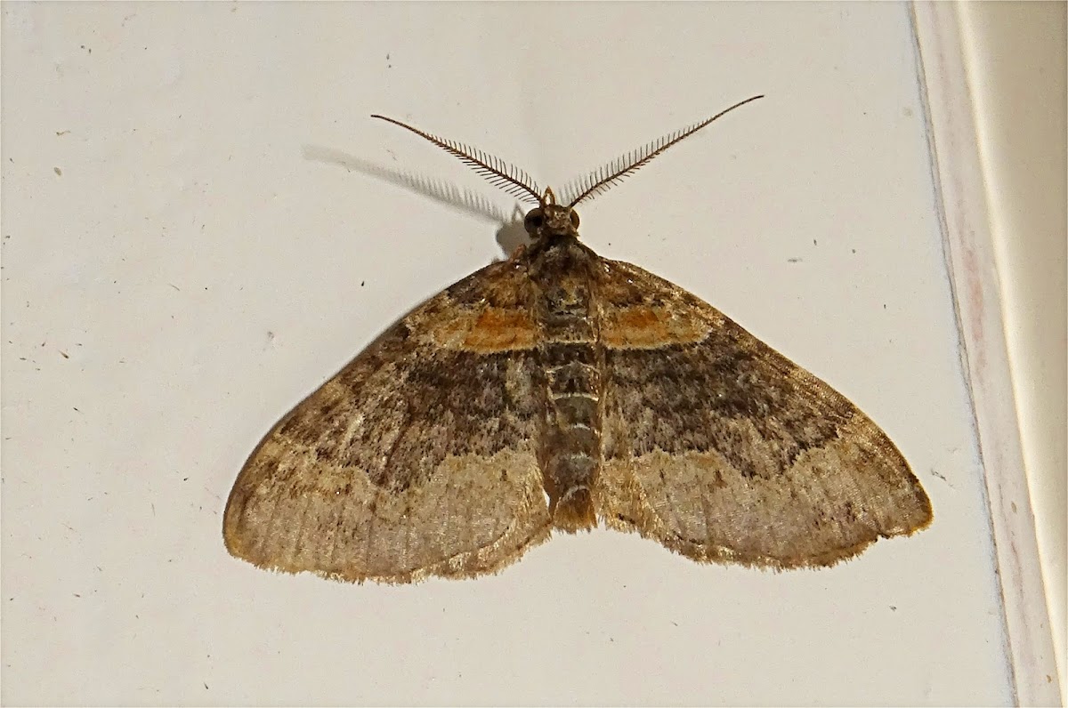 Dark-barred Twin-spot Carpet