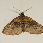 Dark-barred Twin-spot Carpet