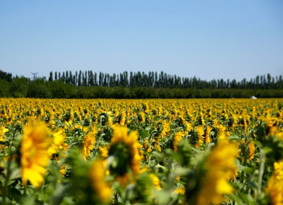 Campo di girasoli di chiara.savarino