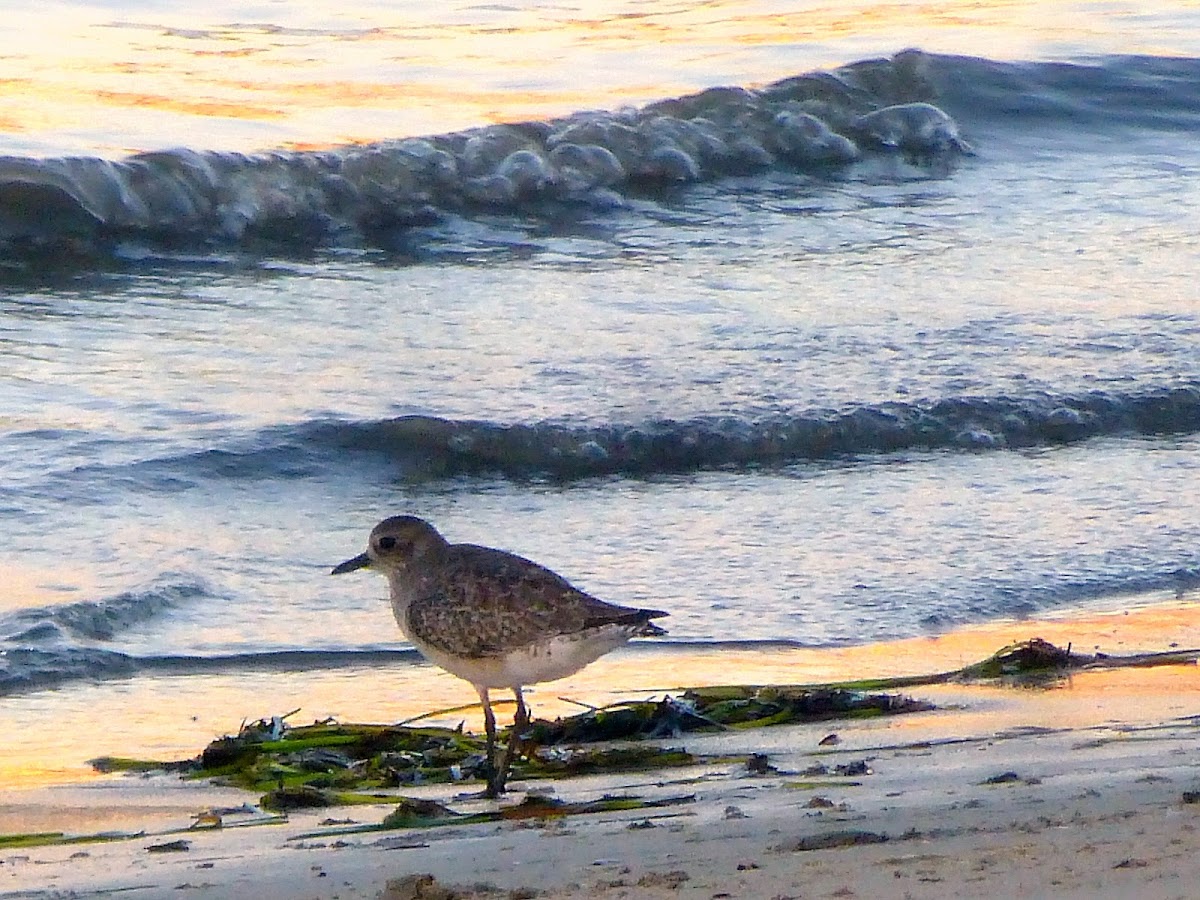 Juvenile Willet