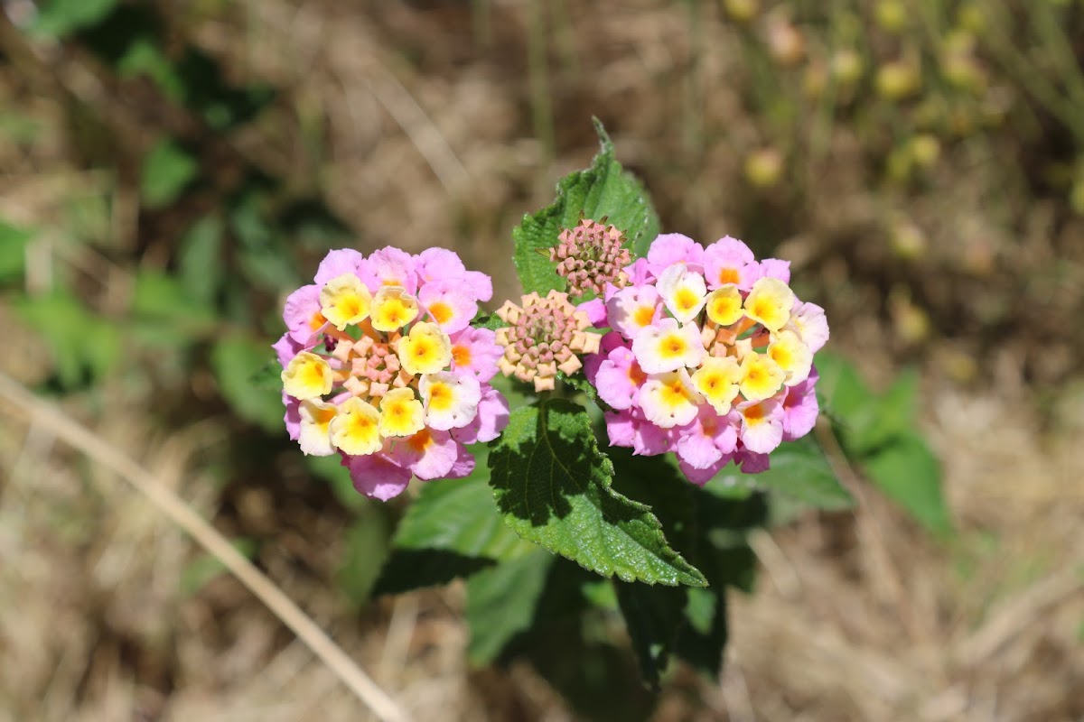 Lantana Camára