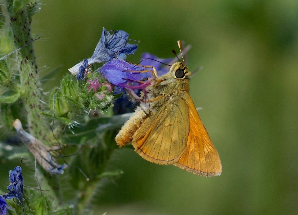 Large Skipper