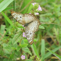 white peacock