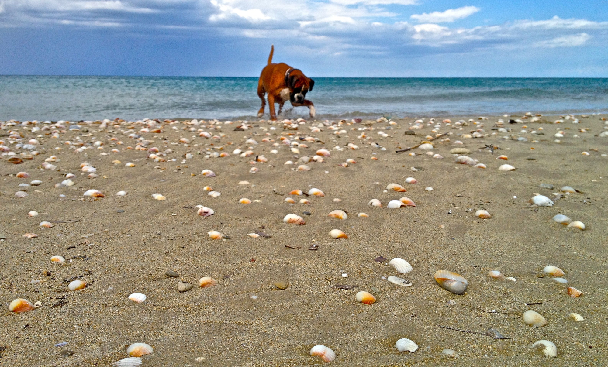 sea shells di kamilly