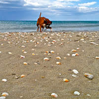 sea shells di 