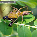 Lynx spider, Spiny Mason Wasp, Chamber bitter