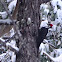 Pileated Woodpecker