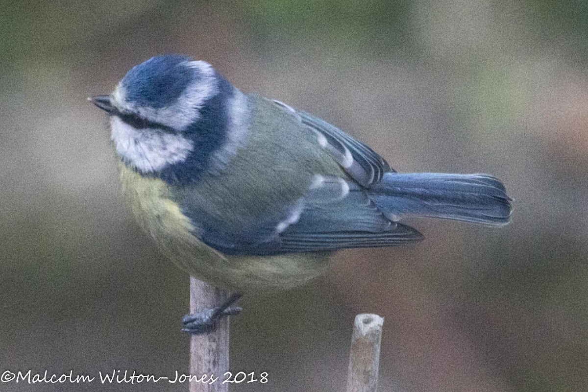 Blue Tit