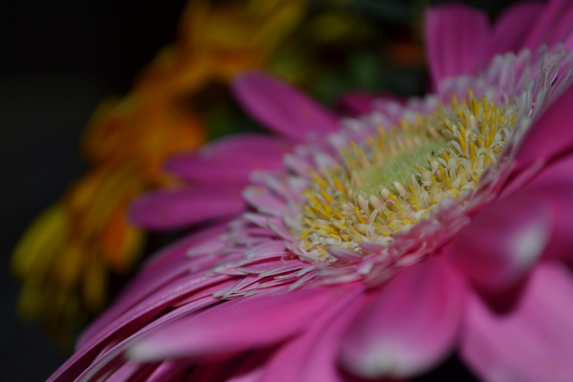 Flowers details  di Julia Arioli