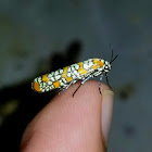 Ailanthus webworm