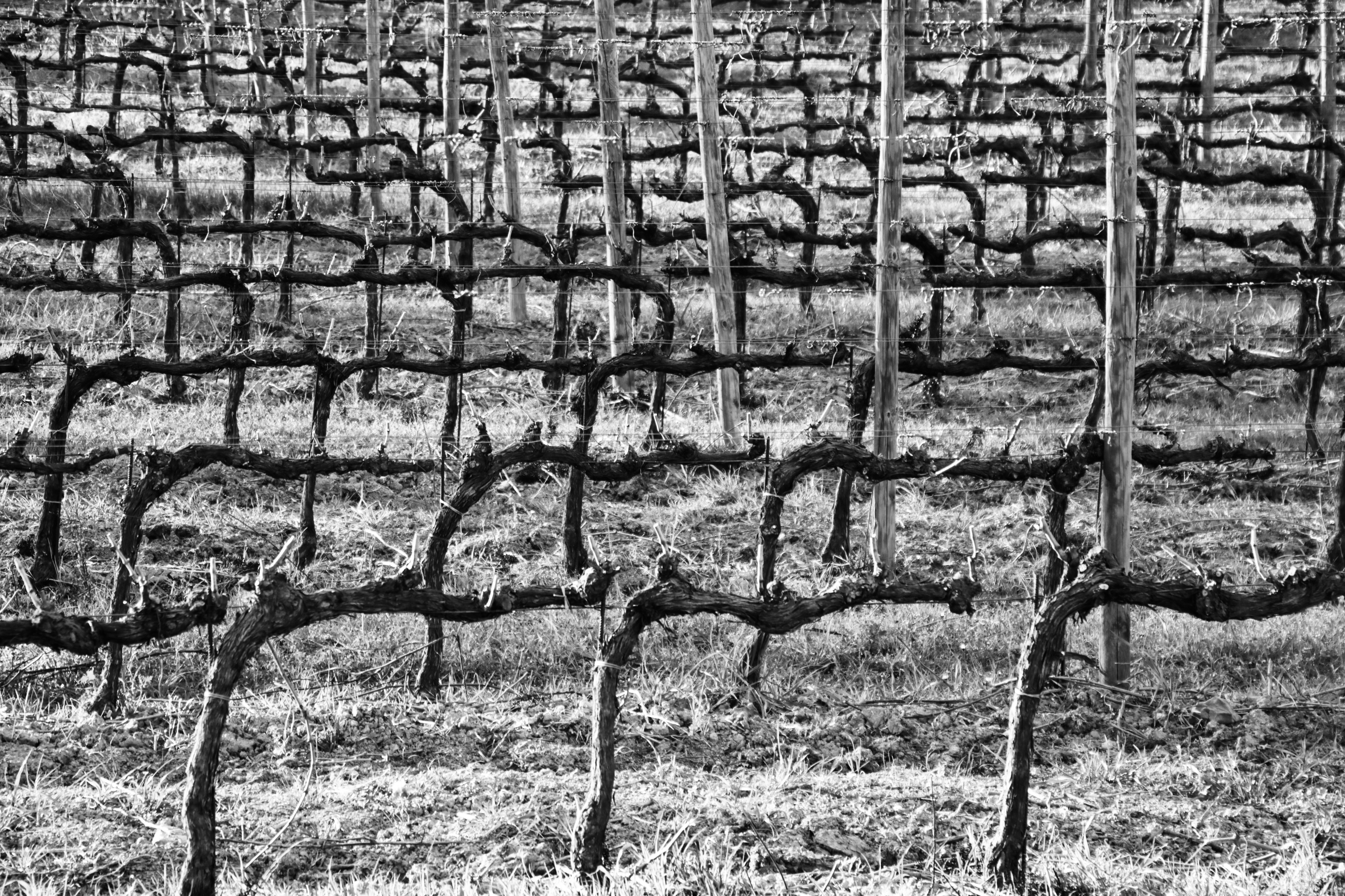 Il traffico della vigna di gianluca_nicoletti