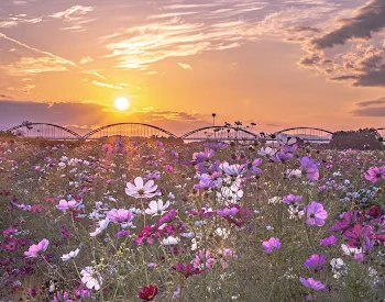 「花を見るように君を見る」のメインビジュアル