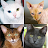 Cats Quiz Guess Popular Breeds icon