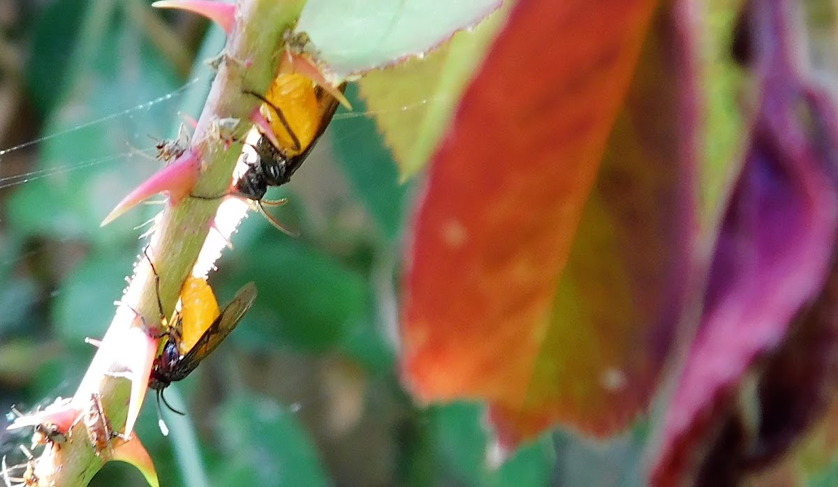 Large Rose Sawfly