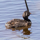 Little Grebe; Zampullín Chico