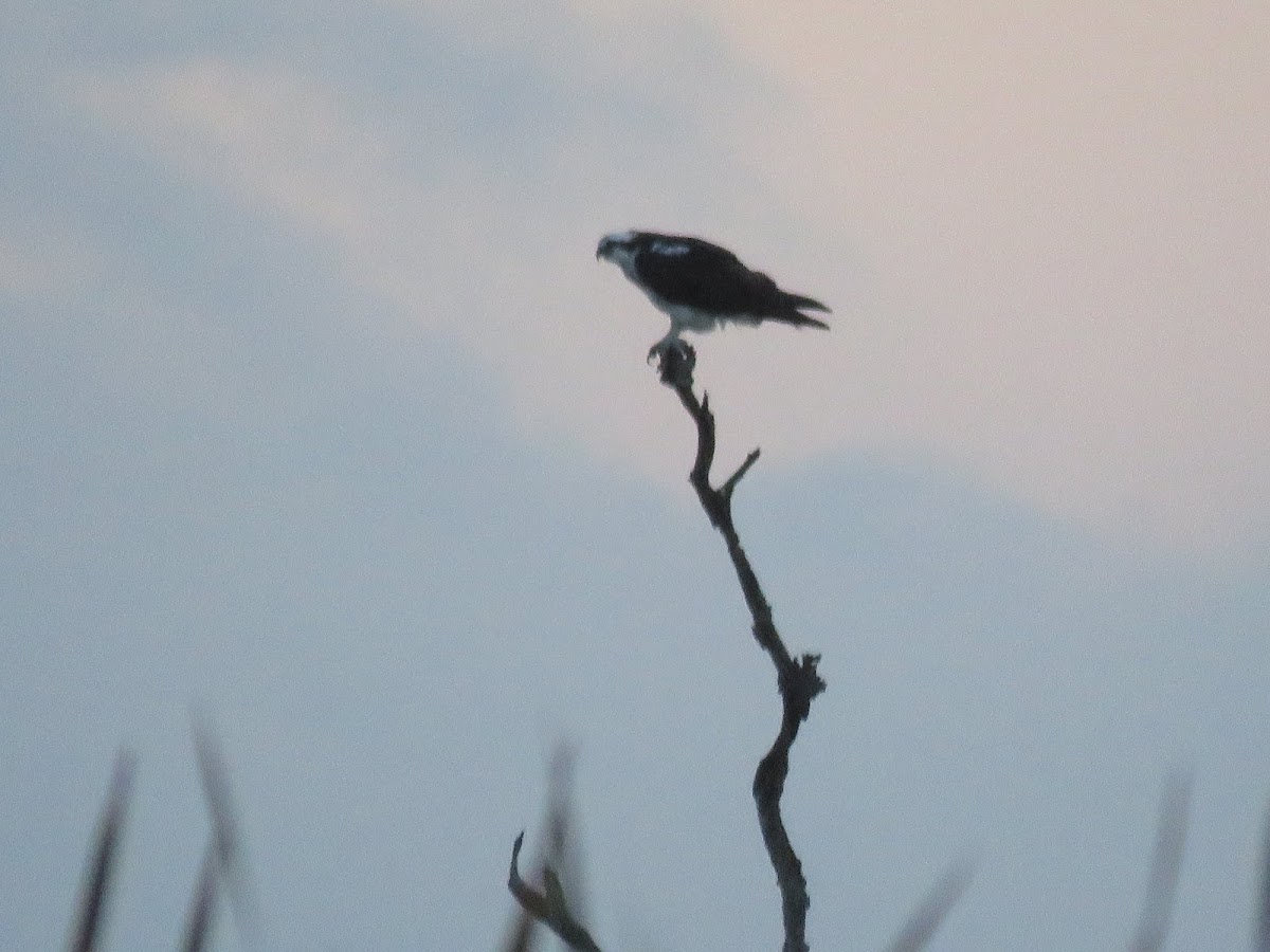 Osprey