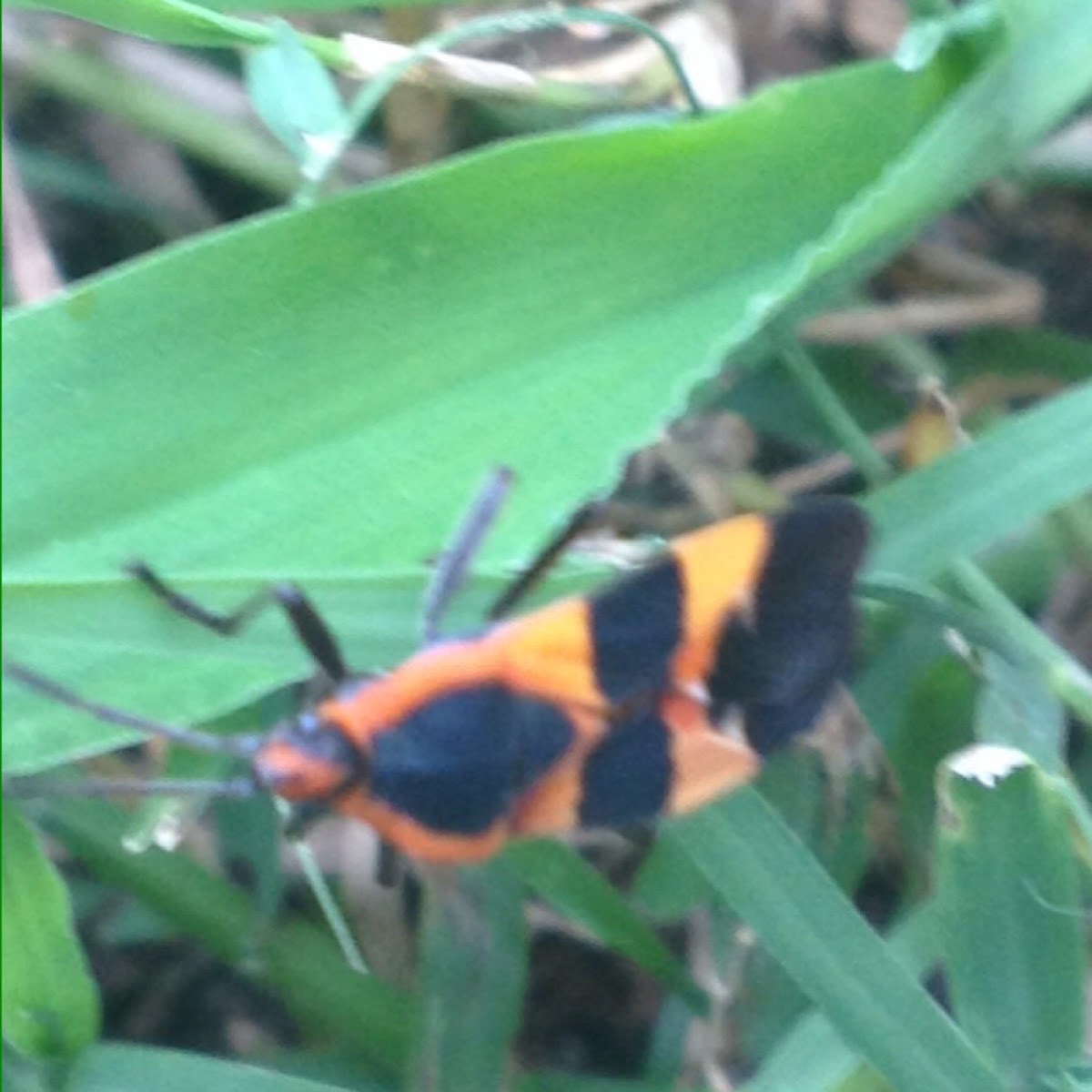 Large Milkweed Bug